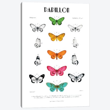 Papillon Canvas Print #KDO52} by Kelly Donovan Art Print