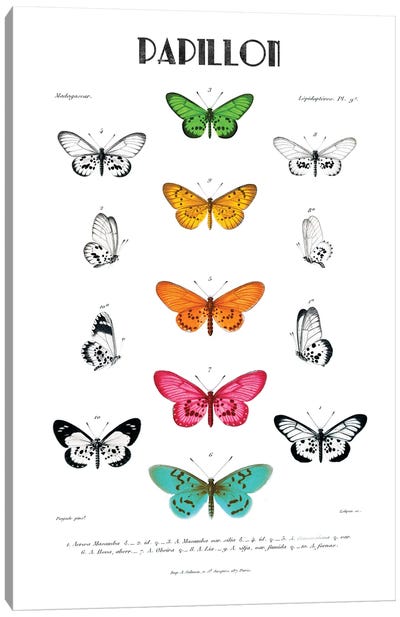 Papillon Canvas Art Print