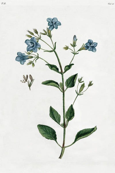 Modern Farmhouse Décor: Shabby Chic Botanical II by Kelly Donovan