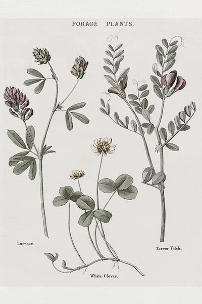 Multi Botanical I by Kelly Donovan framed wall art