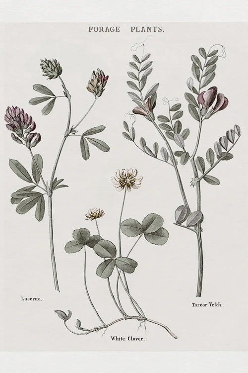 Multi Botanical I by Kelly Donovan wall art