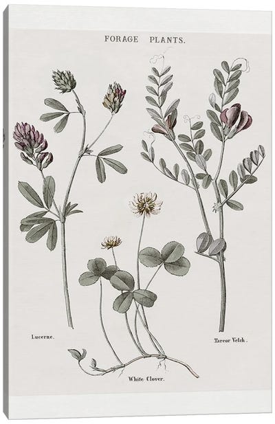 Multi Botanical I Canvas Art Print