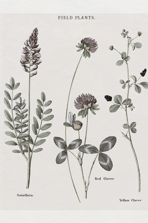 Multi Botanical II by Kelly Donovan wall art