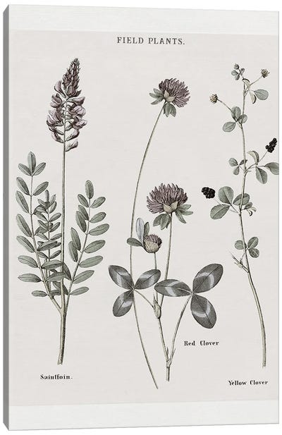 Multi Botanical II Canvas Art Print