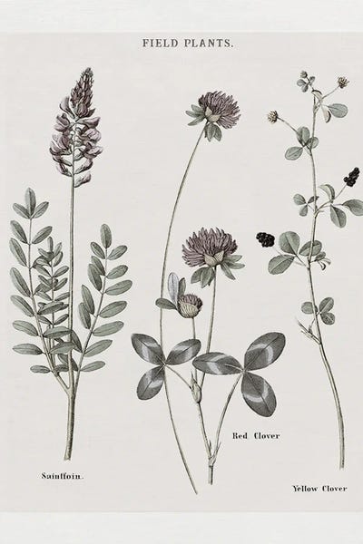 Vintage Botanical Illustrations: Multi Botanical II by Kelly Donovan