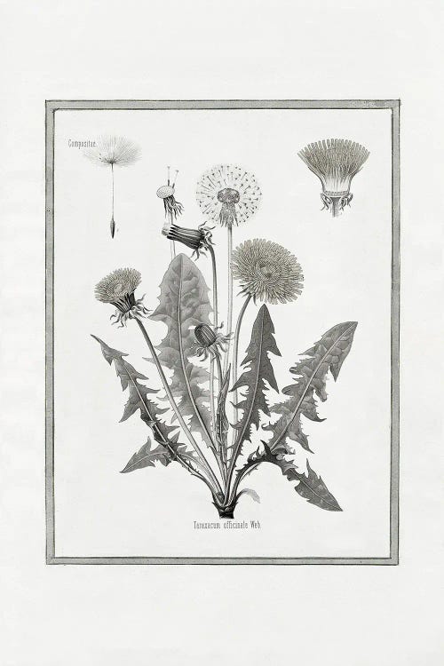 Dandelion I