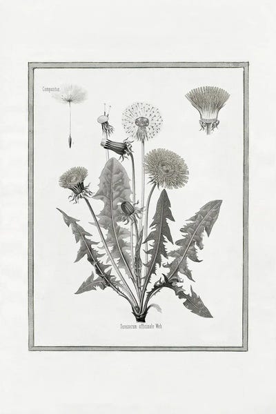 Kelly Donovan: Dandelion I by Kelly Donovan