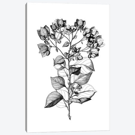 Botanical Black And White I Canvas Print #KDO7} by Kelly Donovan Canvas Wall Art