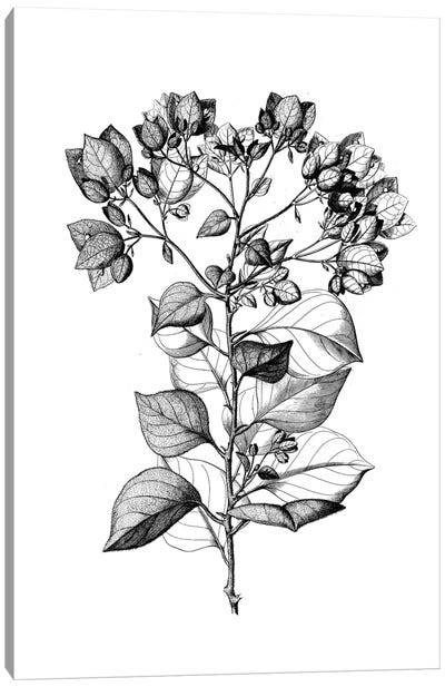 Botanical Black And White I Canvas Art Print - Botanical Illustrations