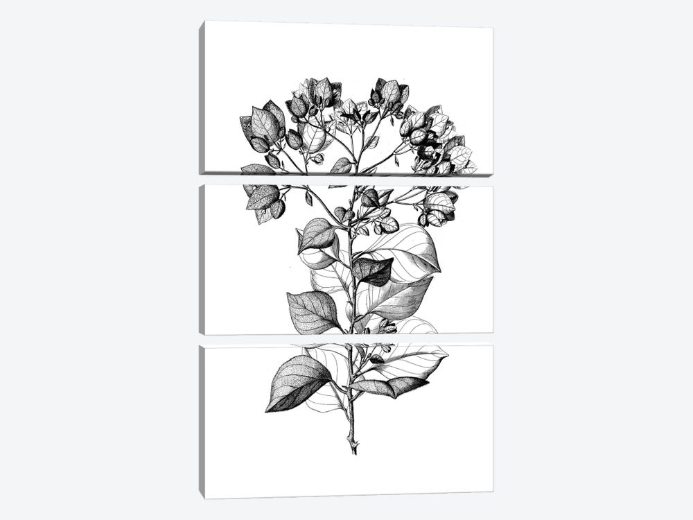 Botanical Black And White I by Kelly Donovan 3-piece Art Print