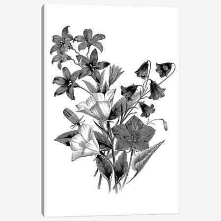 Botanical Black And White II Canvas Print #KDO8} by Kelly Donovan Art Print