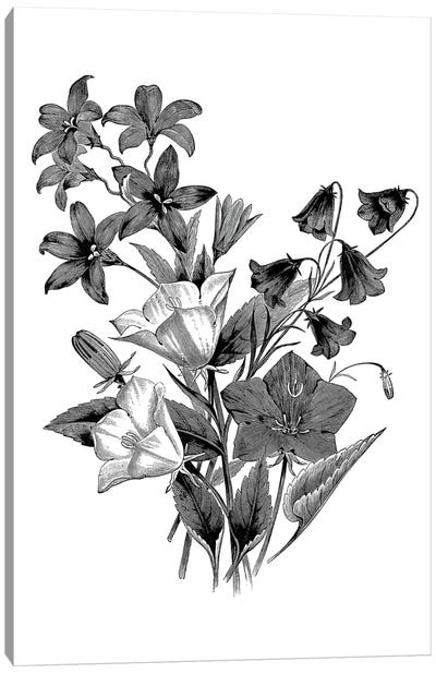 Botanical Black And White II Canvas Art Print - Botanical Illustrations