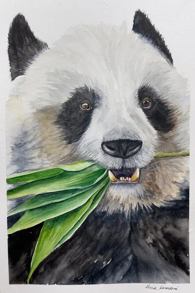 Pandas: Hungry Panda by Lucia Kasardova