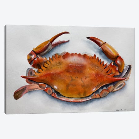 Red Crab Canvas Print #KDV18} by Lucia Kasardova Canvas Artwork