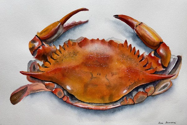 Crabs: Red Crab by Lucia Kasardova