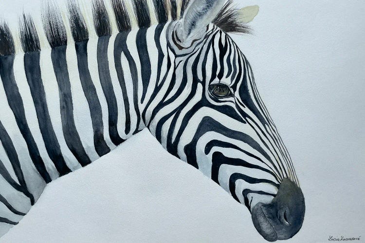 Zebra