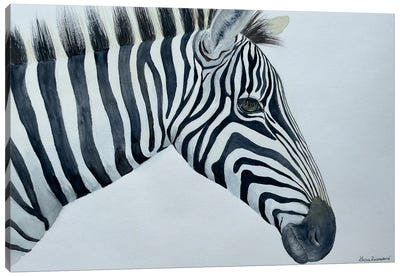 Zebra Canvas Art Print - Lucia Kasardova
