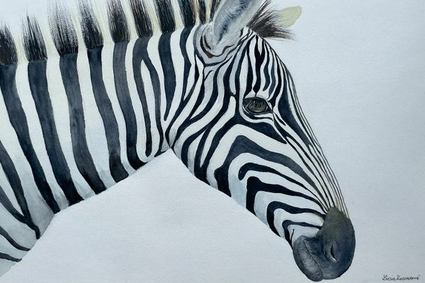 Zebras: Zebra by Lucia Kasardova