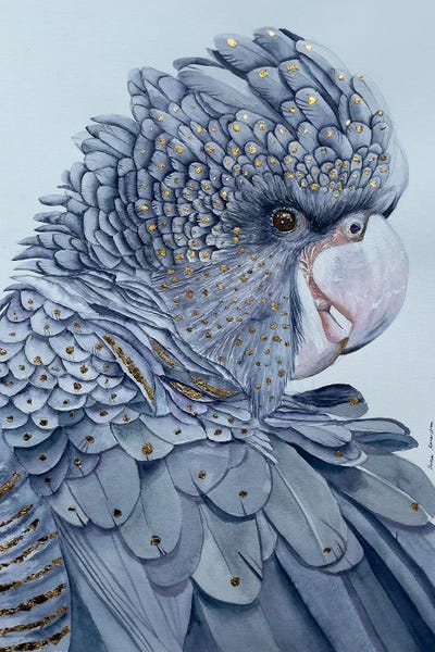 Cockatoos: Black Cockatoo by Lucia Kasardova