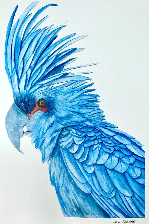 Blue Macaw