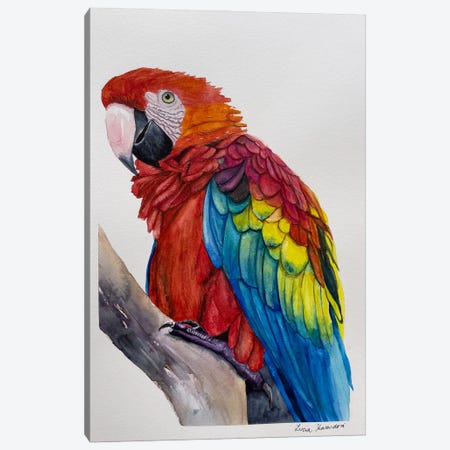 Scarlet Macaw Canvas Print #KDV8} by Lucia Kasardova Canvas Art Print