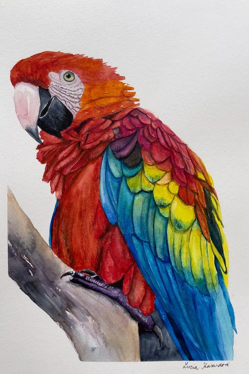Scarlet Macaw by Lucia Kasardova wall art