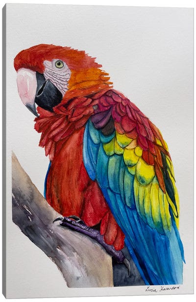 Scarlet Macaw Canvas Art Print - Lucia Kasardova