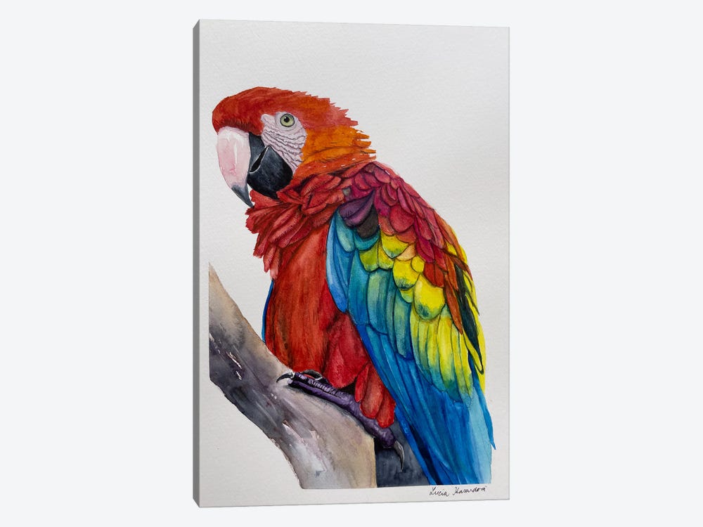 Scarlet Macaw by Lucia Kasardova 1-piece Canvas Print
