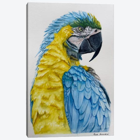 Blue And Yellow Parrot Canvas Print #KDV9} by Lucia Kasardova Canvas Art Print