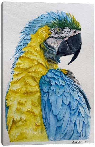 Blue And Yellow Parrot Canvas Art Print - Lucia Kasardova