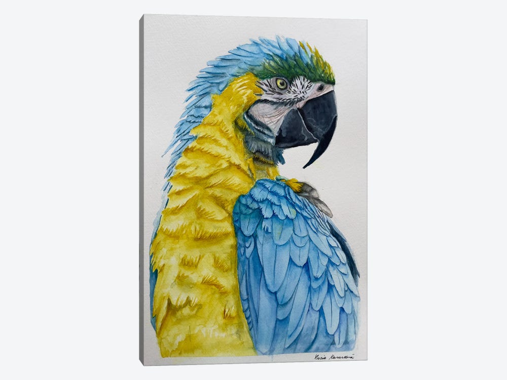 Blue And Yellow Parrot by Lucia Kasardova 1-piece Canvas Art
