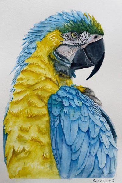 Blue And Yellow Parrot