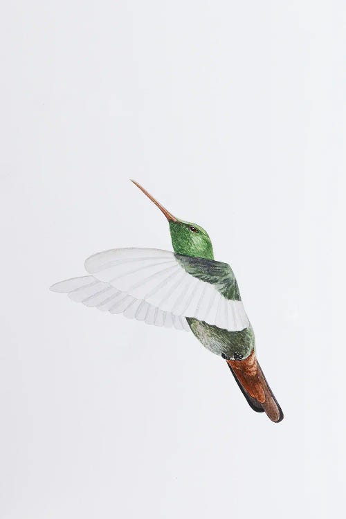 Hummingbird Flights