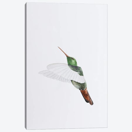 Hummingbird Flights Canvas Print #KDY10} by Karina Danylchuk Canvas Art Print