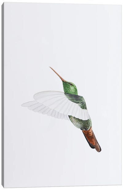Hummingbird Flights Canvas Art Print - Karina Danylchuk