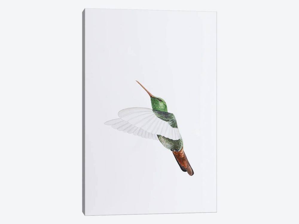 Hummingbird Flights by Karina Danylchuk 1-piece Canvas Art