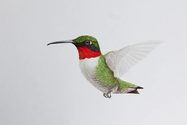 Hummingbird In Flight