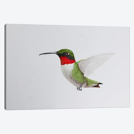 Hummingbird In Flight Canvas Print #KDY11} by Karina Danylchuk Canvas Print