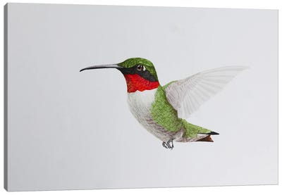 Hummingbird In Flight Canvas Art Print - Karina Danylchuk