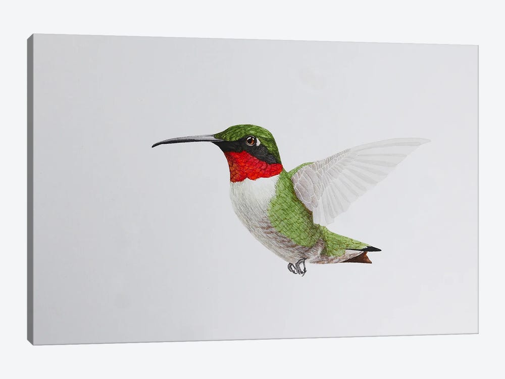 Hummingbird In Flight by Karina Danylchuk 1-piece Canvas Art Print