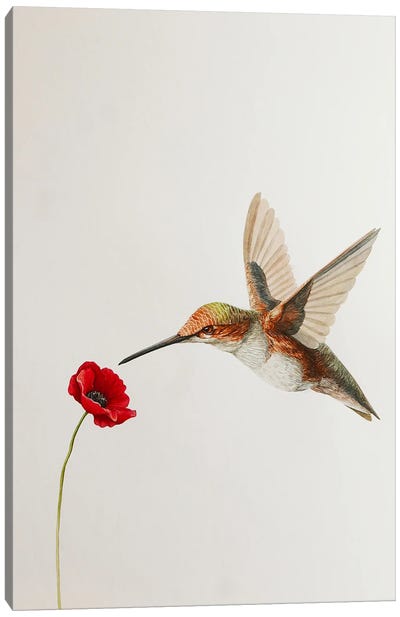 Hummingbird With Poppy Canvas Art Print - Minimalist Flowers