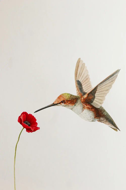 Hummingbird With Poppy by Karina Danylchuk wall art
