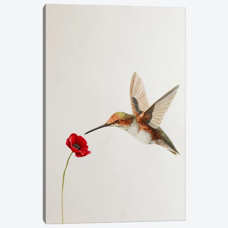 Hummingbird With Poppy Canvas Print #KDY12} by Karina Danylchuk Art Print