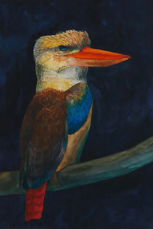 Kookaburra