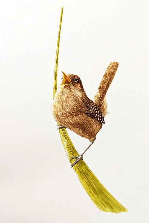 Loud Wren