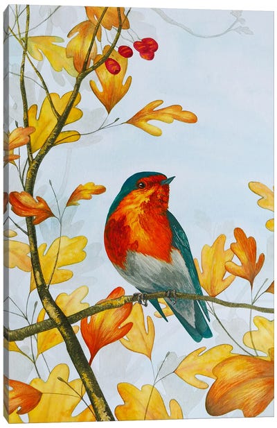 Autumn Robin Canvas Art Print - Karina Danylchuk
