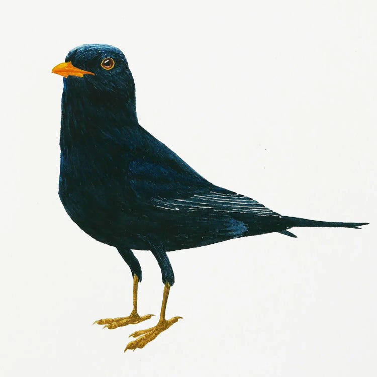 Blackbird Stays by Karina Danylchuk wall art