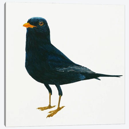 Blackbird Stays Canvas Print #KDY2} by Karina Danylchuk Canvas Wall Art