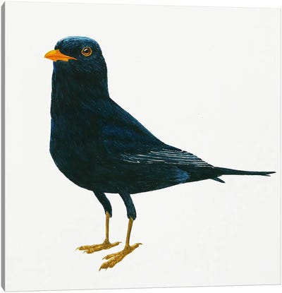 Blackbird Stays Canvas Art Print - Karina Danylchuk