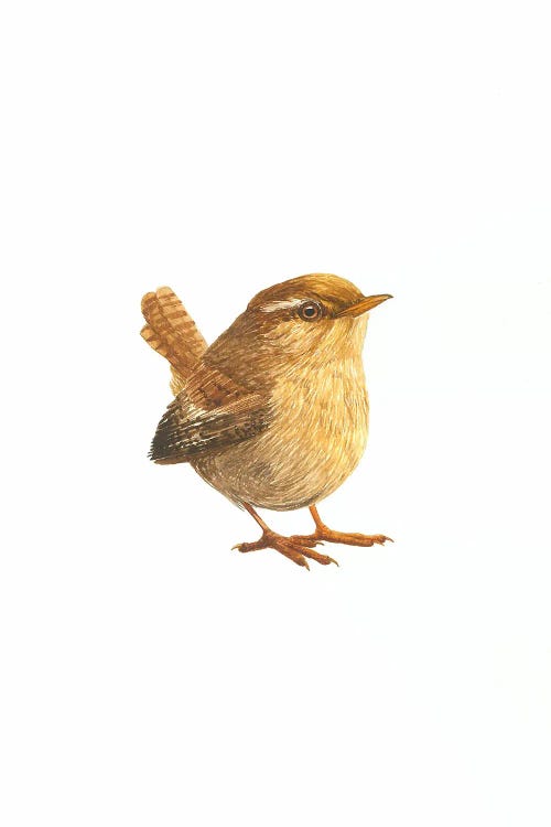 Small Eurasian Wren